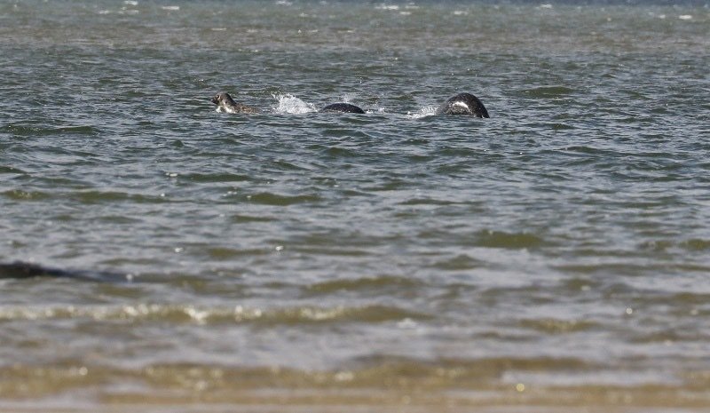Delle foche nel lago di Loch Ness