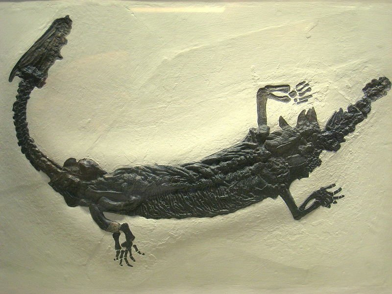 Il lariosauro fossile