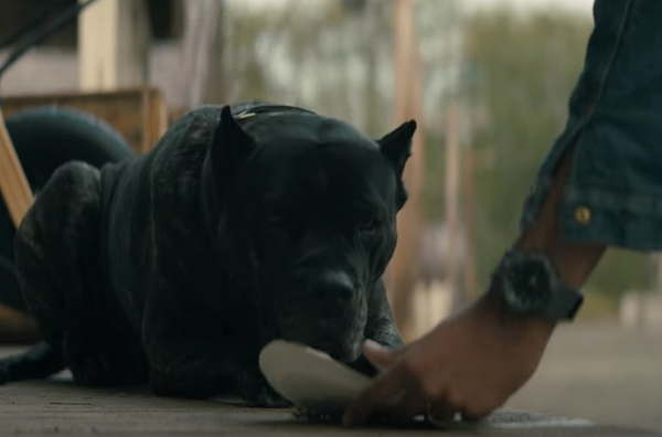 Clicca per vedere l'immagine originale L'amico a quattro zampe di Joe