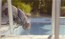 Copertina di A Venezia ci sarà anche un film su una mosca gigante: la commedia Mandibules