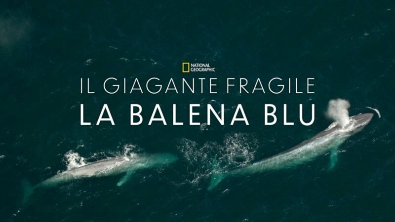 Il gigante fragile la balena blu