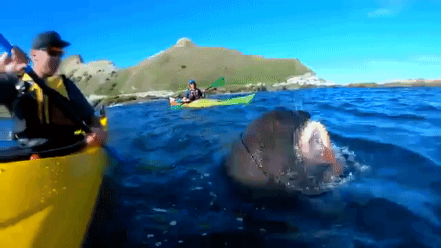 Copertina di L'uomo preso a schiaffi da una foca (...con un polpo): il video