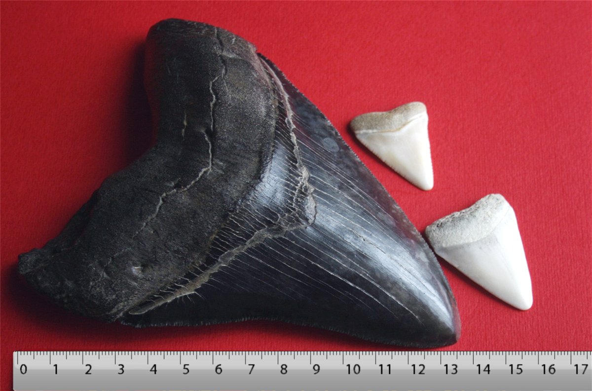 Il dente di Megalodonte poteva arrivare a 20 centimetri di lunghezza
