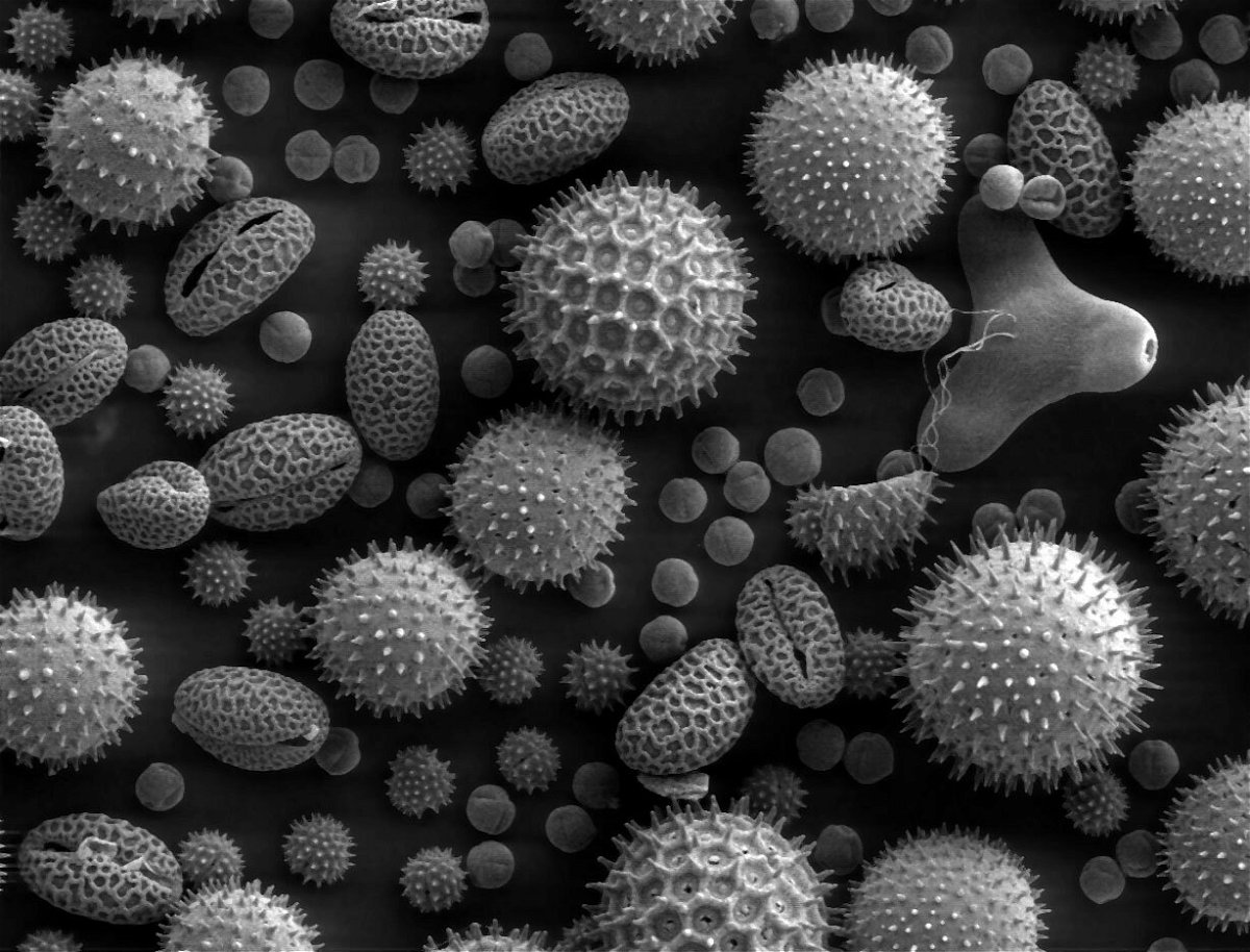 Dei granuli di polline osservati tramite un microscopio elettronico