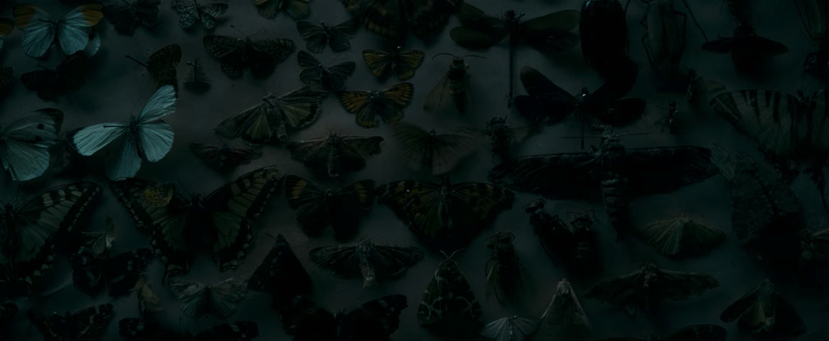Un quadro di farfalle