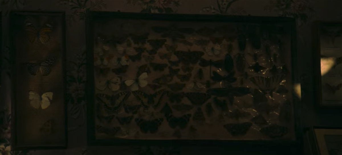 Una parete piena di farfalle