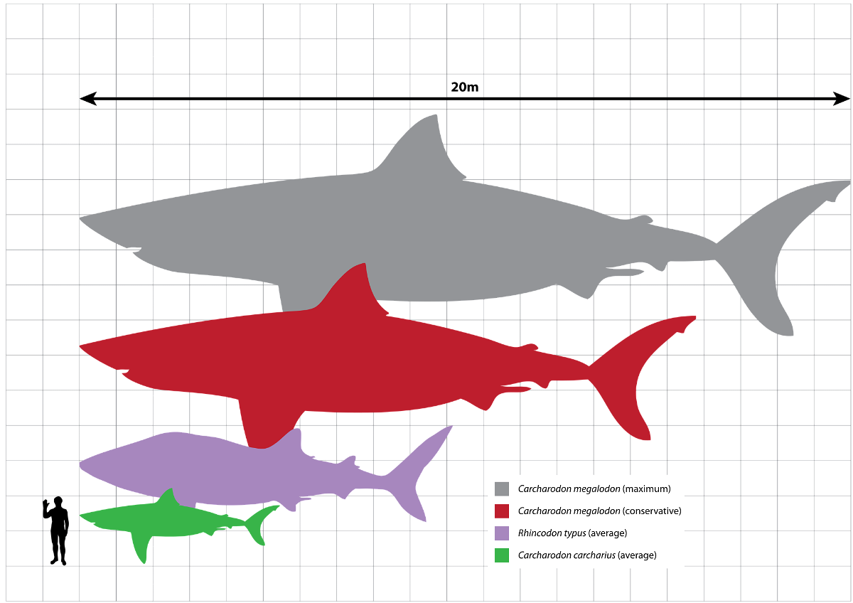 Il Megalodonte era molto più grande di qualunque altro squalo
