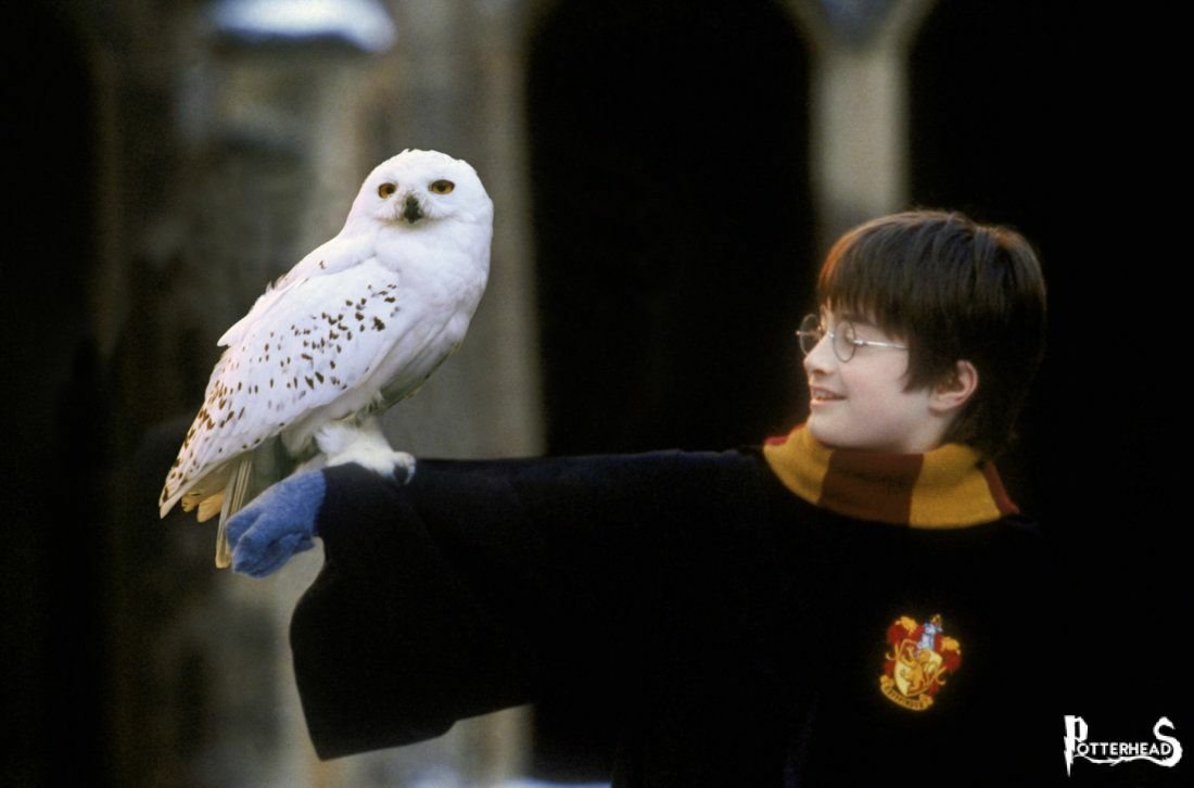 Harry Potter, de XNUMX años, sostiene la lechuza blanca Hedwig en un brazo.