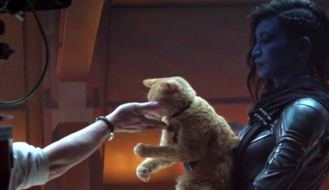 Clicca per vedere l'immagine originale Il gatto Goose sul set