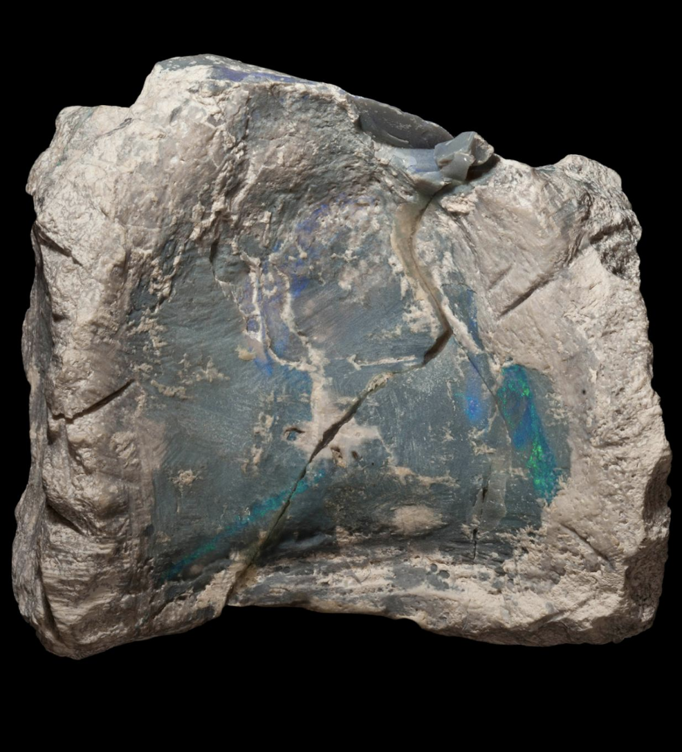 Opale fossile fossile Fostoria nell'opale