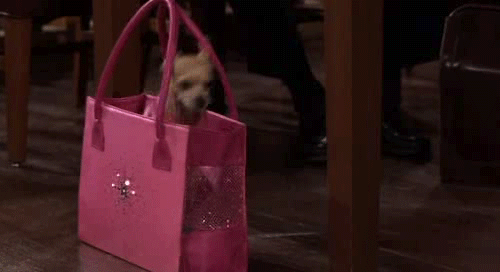 Clicca per vedere l'immagine originale Bruiser lo storico chihuahua di Elle Woods