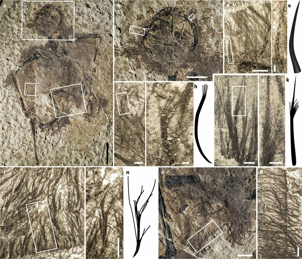 Una visuale ravvicinata dei fossili di pterosauro analizzati dal team di Baoyu Jiang 