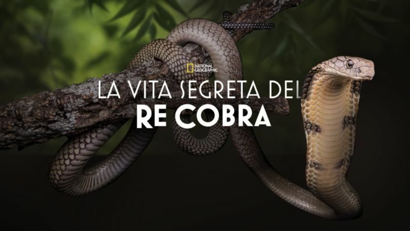 La vita segreta del re cobra