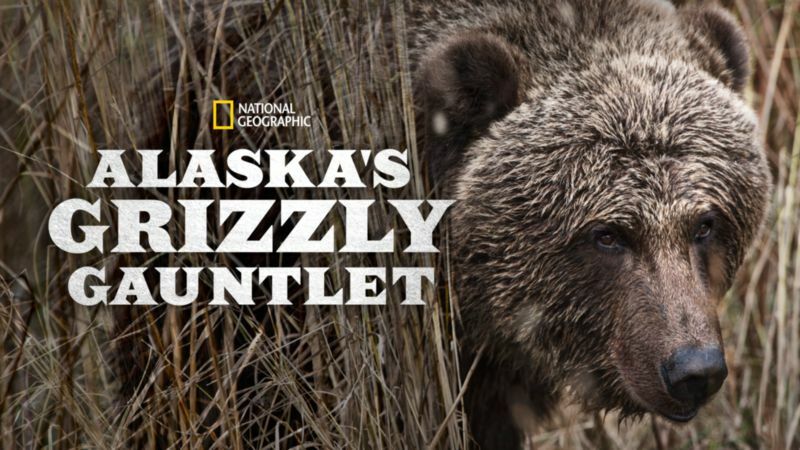 Clicca per vedere l'immagine originale Alaska's Grizzly Gauntlet