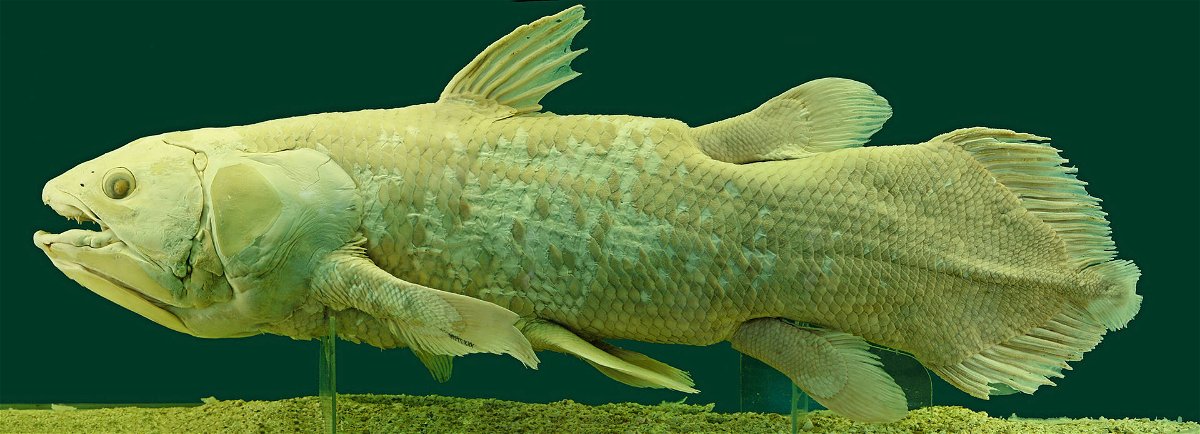 Il Celacanto è un pesce preistorico creduto estinto