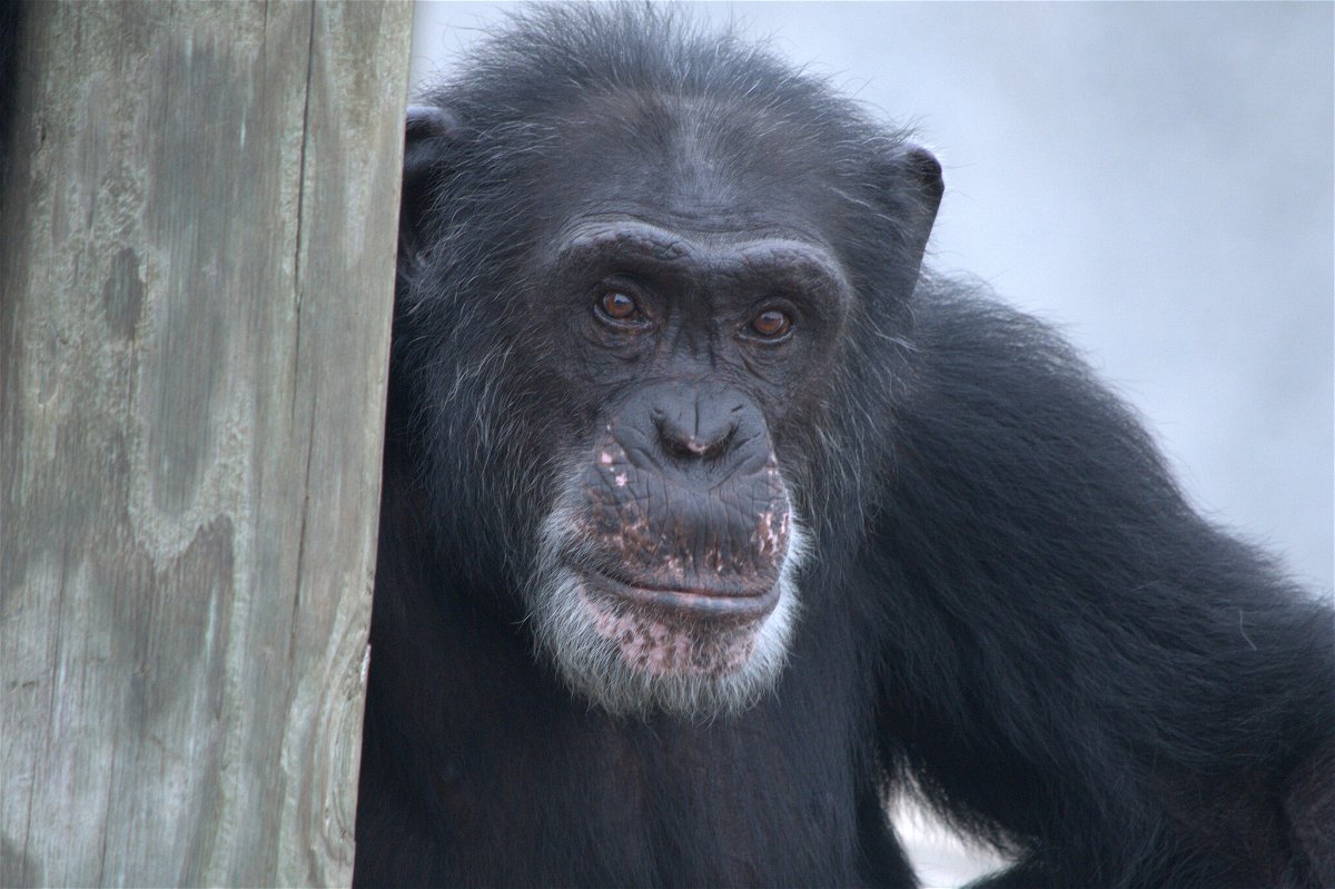 Un primate su una piattaforma di legno nella riserva naturale