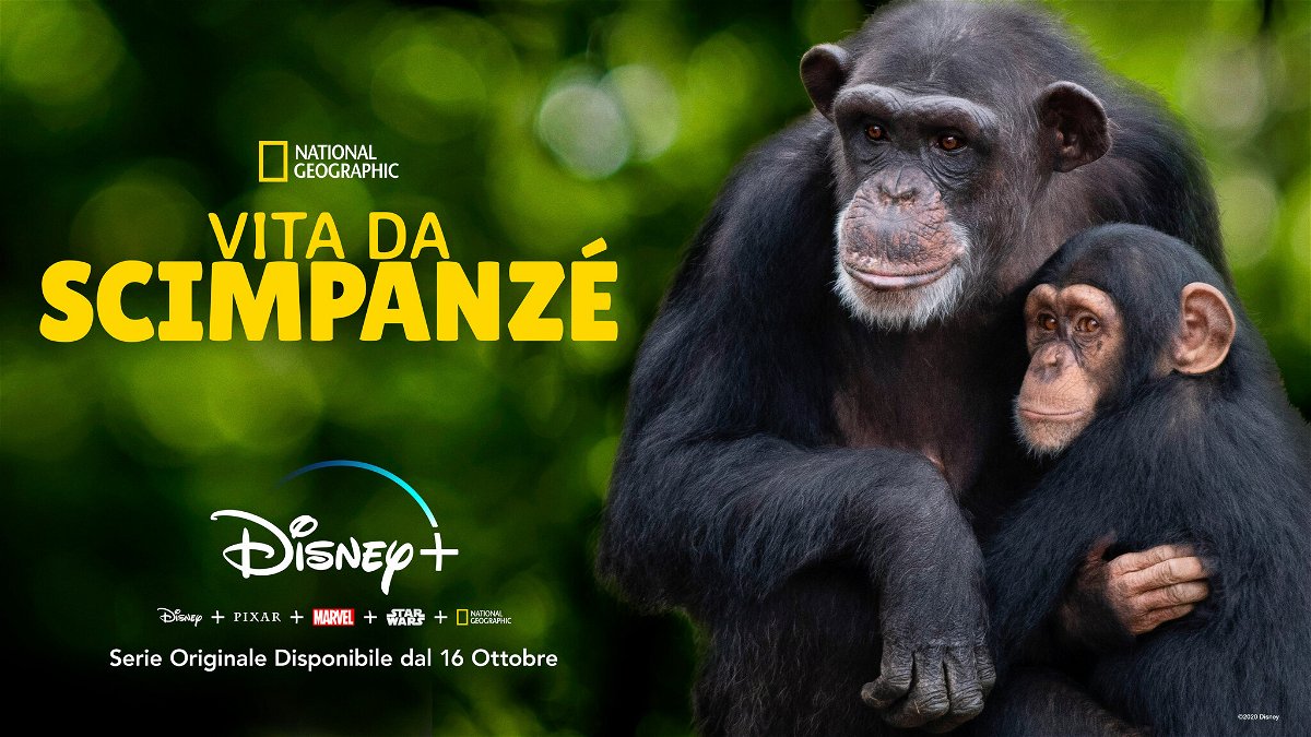 Due scimpanzé si abbracciano all'interno della riserva naturale