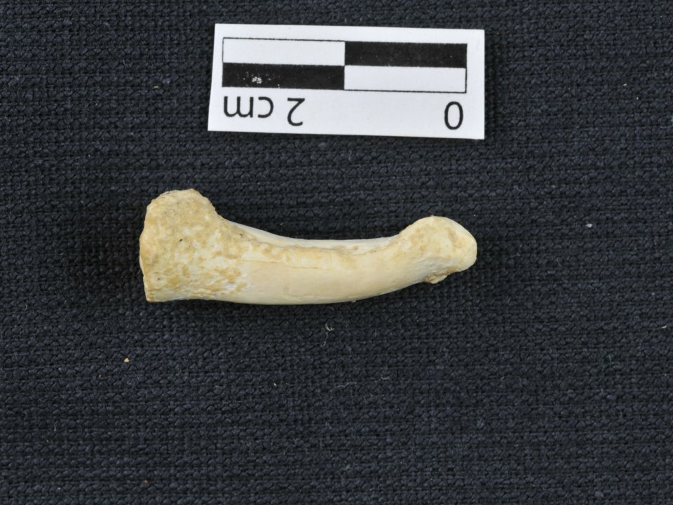 Un particolare delle ossa del piede dell'homo luzonensis