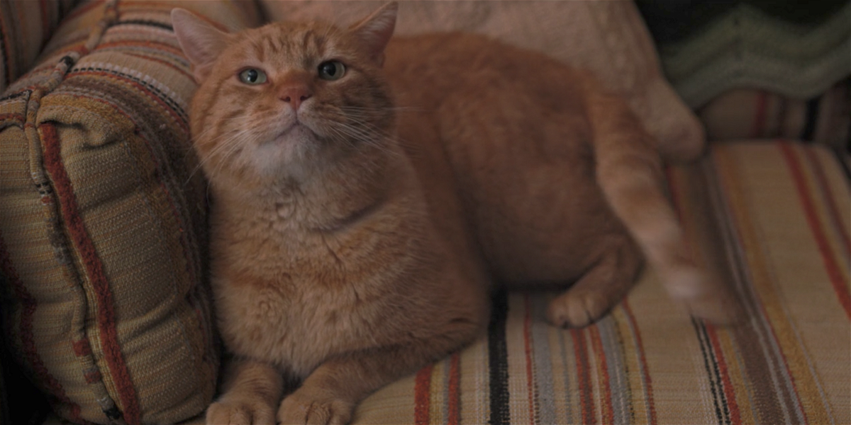 Mews, il gatto degli Henderson in Stranger Things