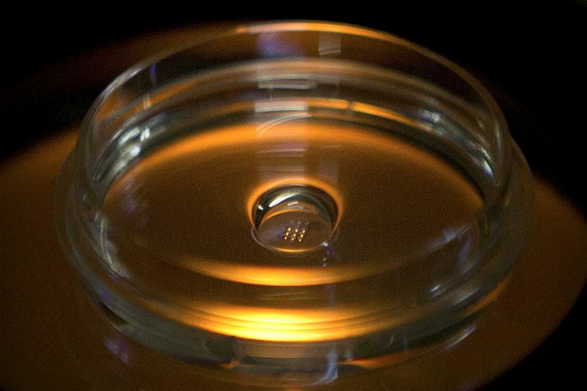 Una piastra che contiene embrioni modificati tramite iniezione della proteina CRISPR/Cas9