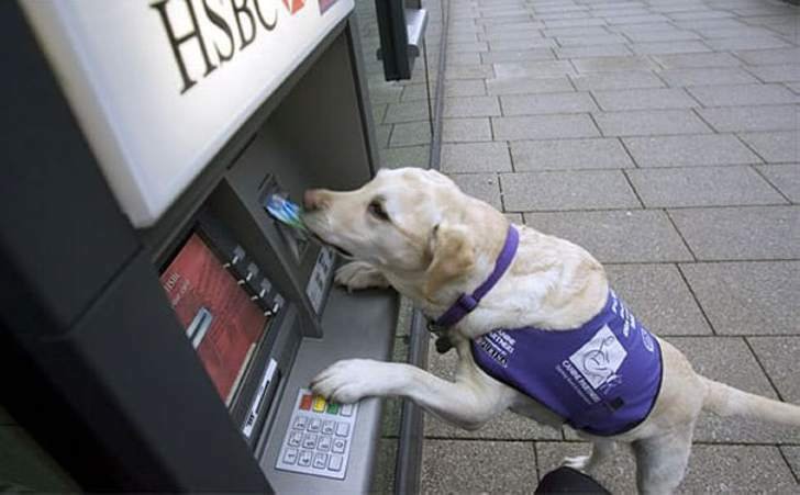 Un cane intento a prelevare denaro da un bancomat