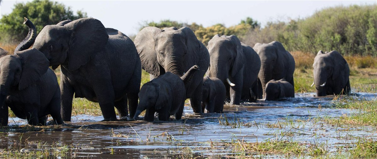 Gli elefanti protagonisti del documentario Disney La Famiglia di Elefanti