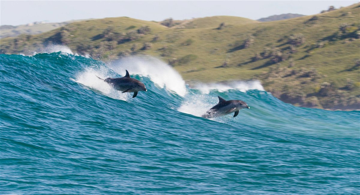Un'immagine che ritrae i protagonisti del documentario Echo, Il Delfino