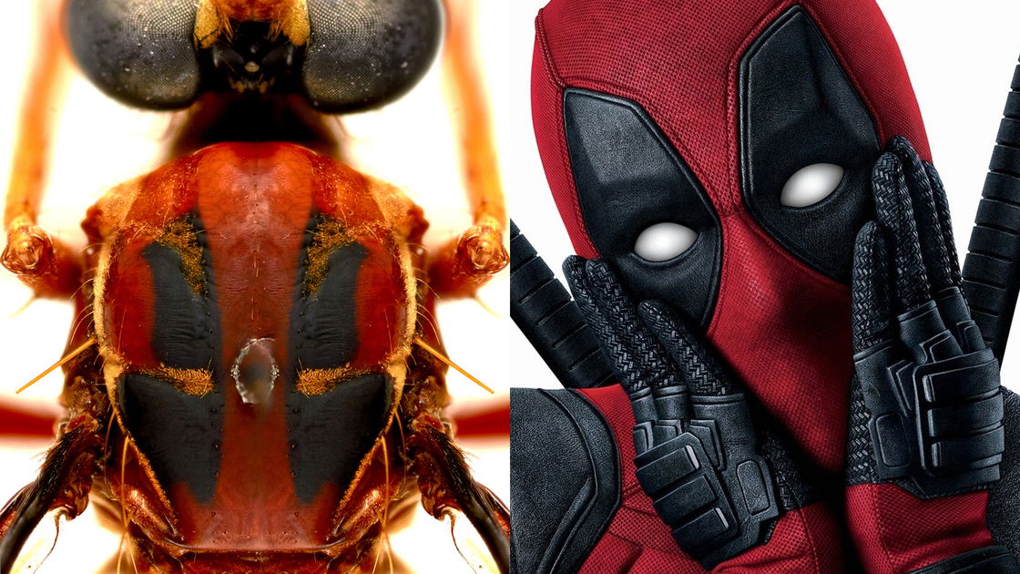 Copertina di La mosca Deadpool e non solo: le nuove specie con i nomi dei supereroi Marvel
