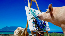 Copertina di Pigcasso, il maiale-artista è il primo animale ad aprire una mostra d'arte