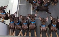 Cover of Ecco Milly, the smallest and most cloned dog in the world: it has 49 copies