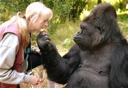 Copertina di È morta Koko, la gorilla che imparò il linguaggio dei segni