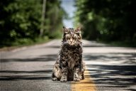 Copertina di Leo, il gatto di Pet Sematary, è morto
