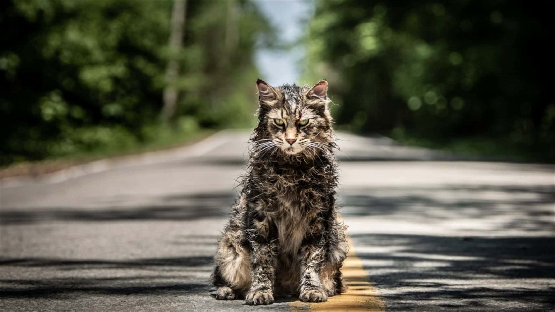 Copertina di Leo, il gatto di Pet Sematary, è morto