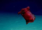 Copertina di Lo strano animale marino senza testa avvistato in Australia