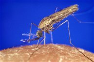 Copertina di Italia, scienziati al lavoro su zanzare OGM per sconfiggere la malaria