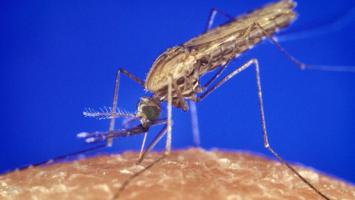 Copertina di Italia, scienziati al lavoro su zanzare OGM per sconfiggere la malaria