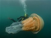 Copertina di Medusa gigante avvistata nel Canale della Manica: è grande quanto un uomo [VIDEO]