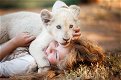 Μια και το λευκό λιοντάρι: η ιστορία πίσω από τη δημιουργία της ταινίας του Gilles de Maistre