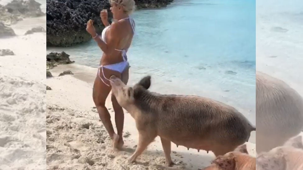 Copertina di Michelle Lewin, la modella morsa da un maiale durante un photoshoot [VIDEO]
