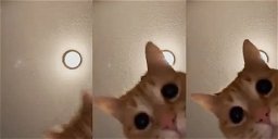 Copertina di Il gatto sulle note di Mr. Sandman, il video virale di TikTok (e le reazioni del web)
