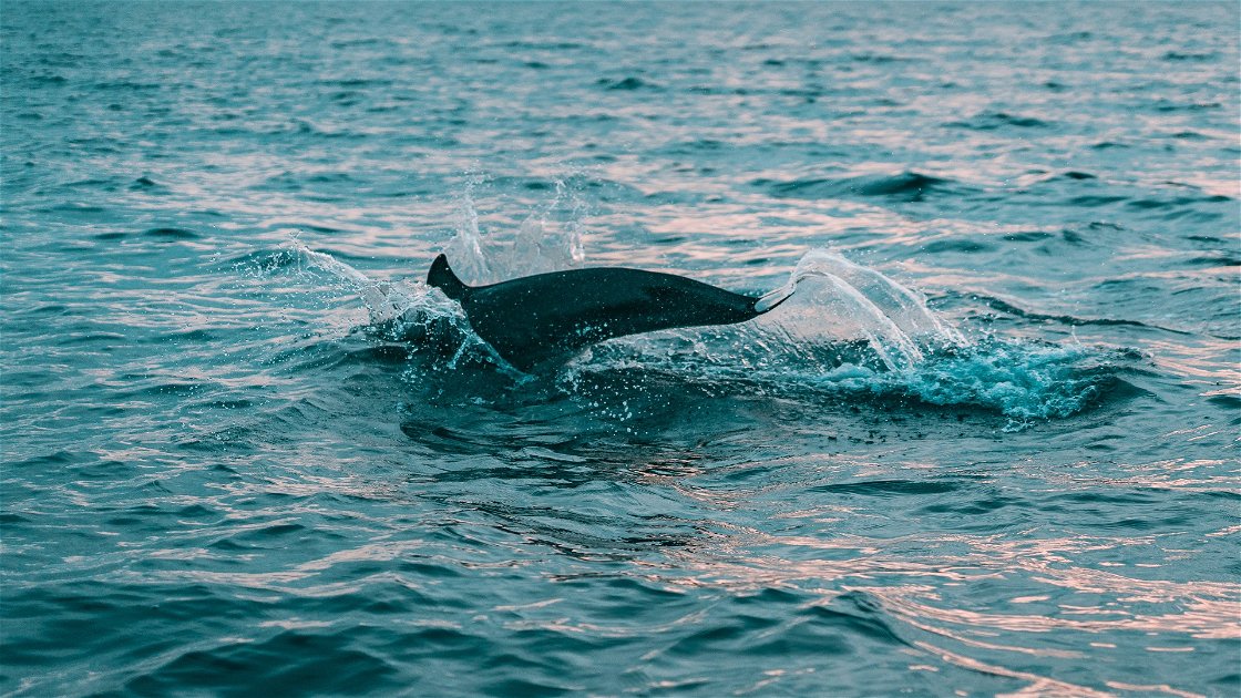 Copertina di Dai cinghiali ai delfini, la natura si riprende i suoi spazi nell'Italia del Coronavirus