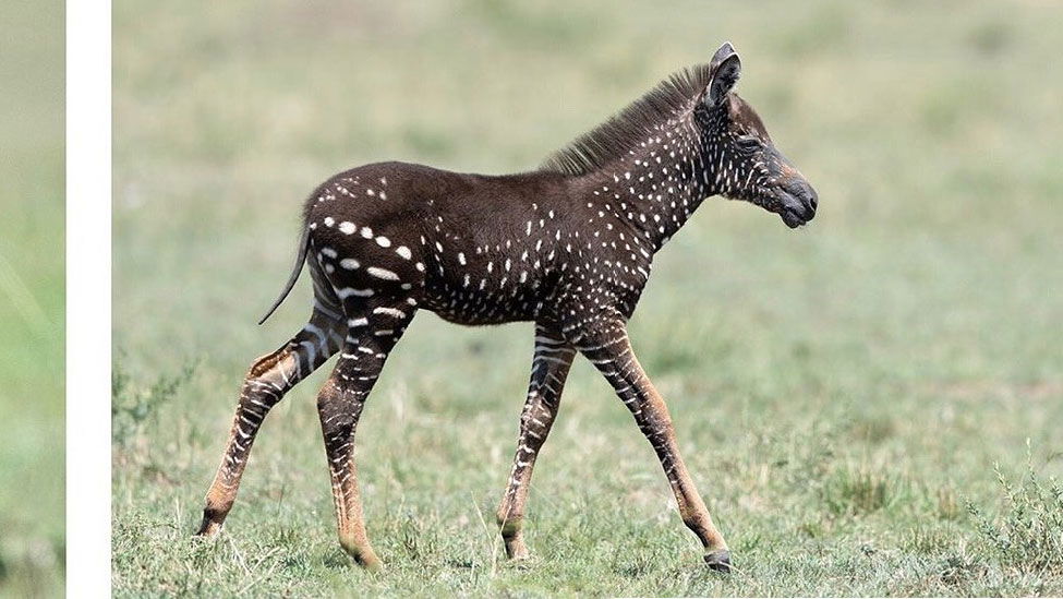 Copertina di Tira, la piccola zebra a pois con i colori invertiti conquista il web: le immagini