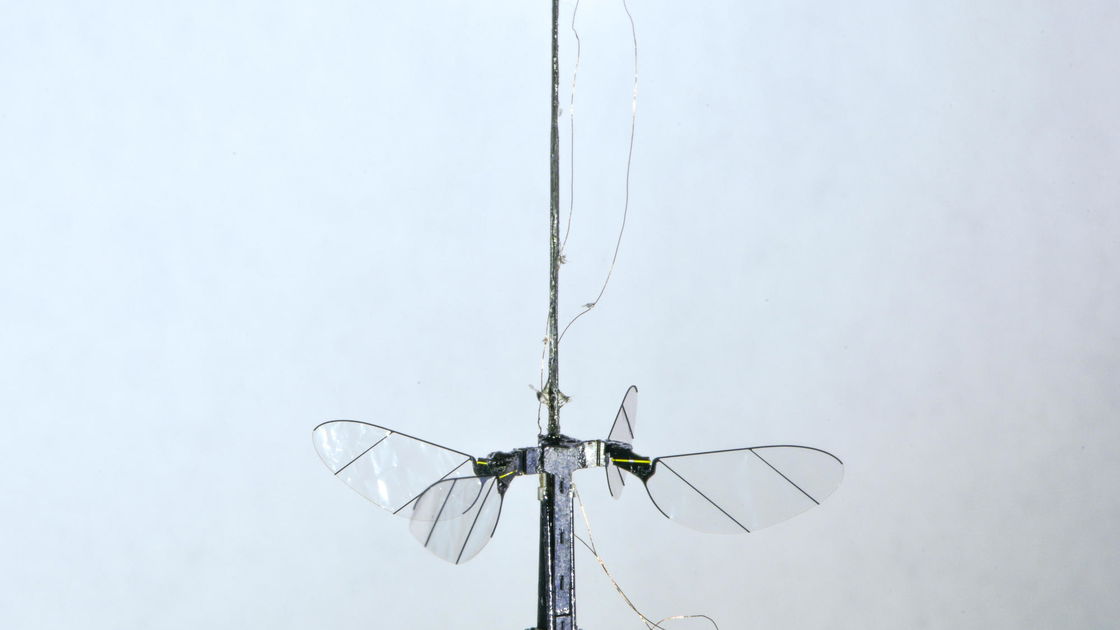 Copertina di RoboBee X-Wing: da Harvard arriva il primo drone a forma di insetto