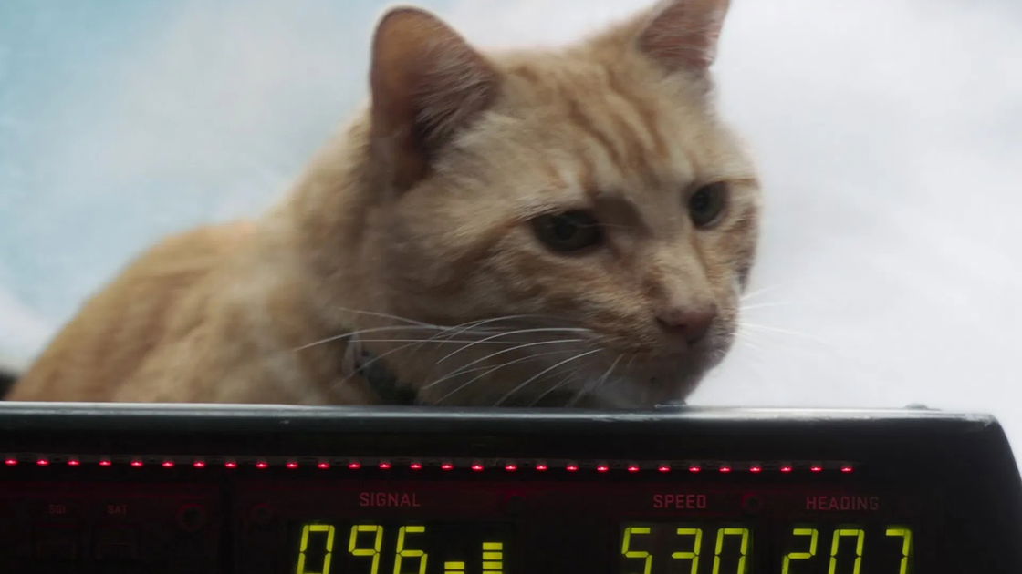 Copertina di Che fine ha fatto Goose? Kevin Feige ci dà qualche indizio post-Captain Marvel