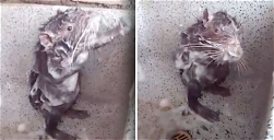 Copertina di Cos'è Shower Rat? Tutto sul video del topo che si fa la doccia come un umano