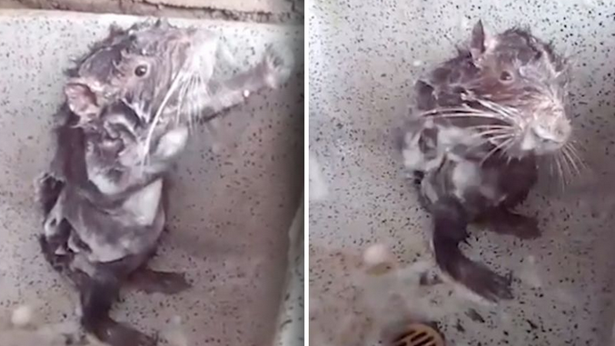 Copertina di Cos'è Shower Rat? Tutto sul video del topo che si fa la doccia come un umano