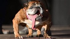 Portada de Zsa Zsa, el perro más feo del mundo 2018 ha muerto