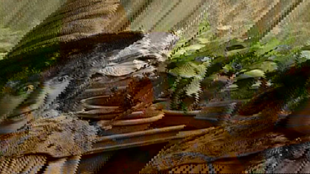 Copertina di Usano la casa della Professoressa Sprout di Harry Potter per trafficare cocaina nel Regno Unito