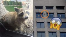 The intrepid climbing raccoon cover goes viral (and unleashes Marvel-themed MEMEs)