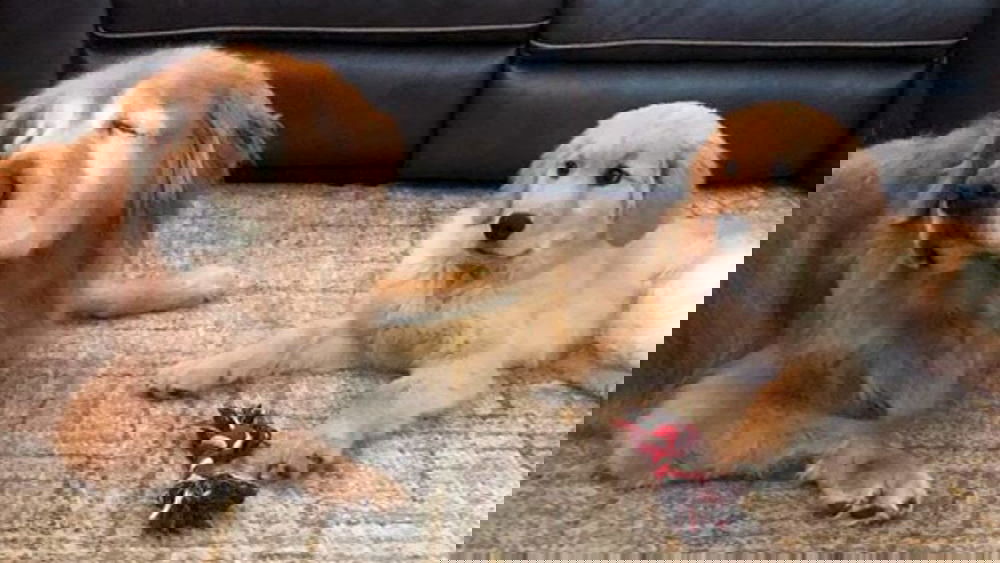 Copertina di Charlie, il Golden Retriever cieco con il suo... cane guida!